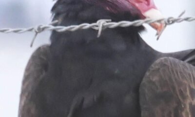 Nature Notes: Turkey vultures play a vital role cleaning up the desert and stopping disease spread
