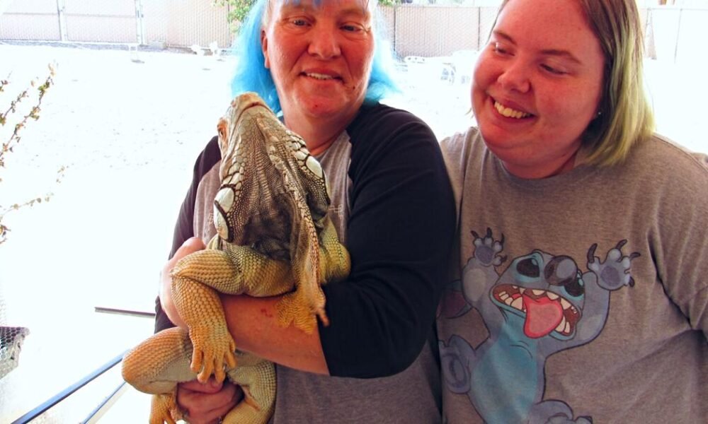 Lake Havasu City reptile sanctuary sees rise in abandoned reptiles
