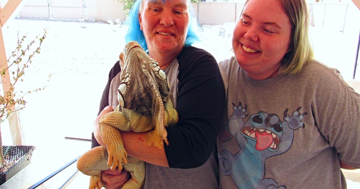 Lake Havasu City reptile sanctuary sees rise in abandoned reptiles