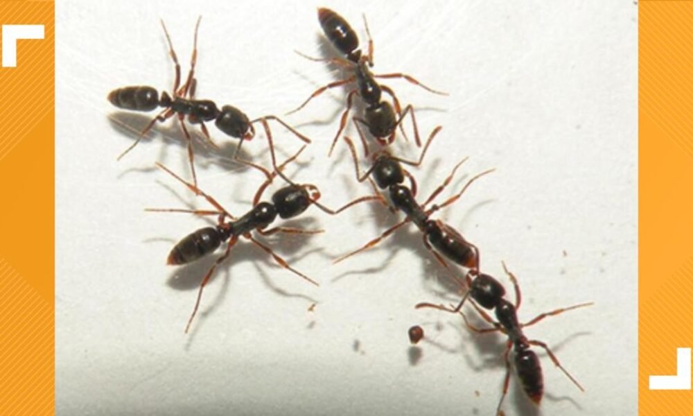 Invasive and potentially deadly ants confirmed in nearly 20 US states
