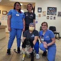 Mohave County K-9 Maverick recovering after battle with rare spine infection
