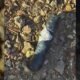 3 explosive devices found near park in southern Arizona town in a week