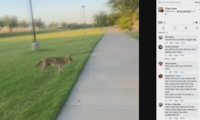 Video shows coyotes following woman as she walks her dog in the West Valley
