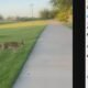 Video shows coyotes following woman as she walks her dog in the West Valley
