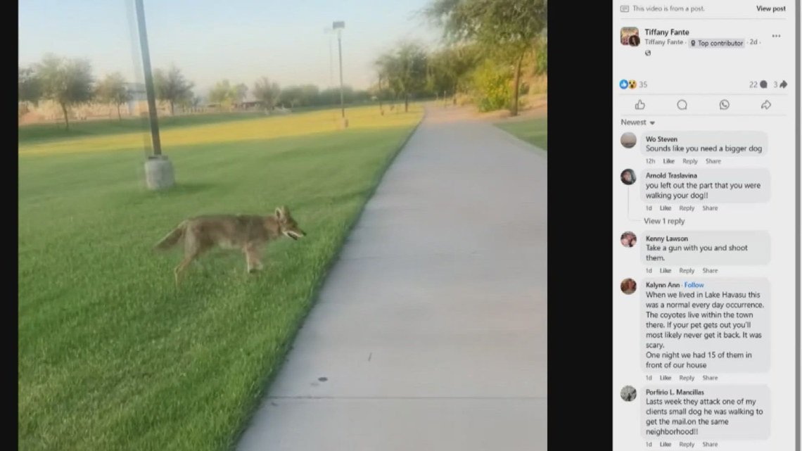 Video shows coyotes following woman as she walks her dog in the West Valley