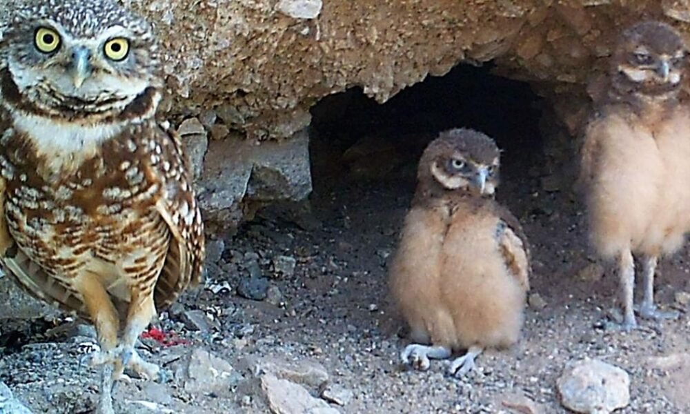 Lake Havasu City says asphalt pile near Indian Wash not harming burrowing owls, despite resident concerns