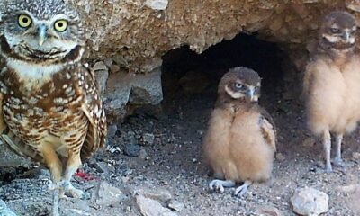 Lake Havasu City says asphalt pile near Indian Wash not harming burrowing owls, despite resident concerns