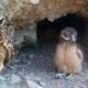 Lake Havasu City says asphalt pile near Indian Wash not harming burrowing owls, despite resident concerns