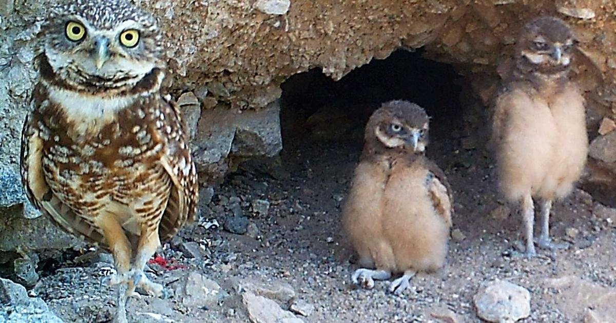 Lake Havasu City says asphalt pile near Indian Wash not harming burrowing owls, despite resident concerns