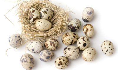 Bird flu spurs shift to quail eggs and other alternatives