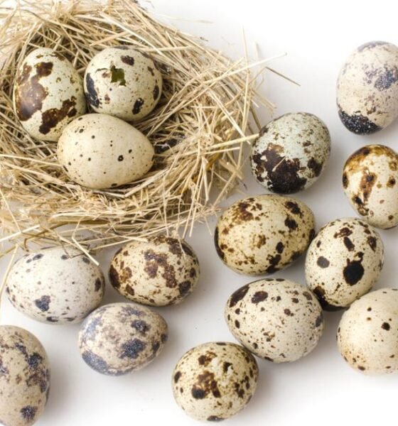 Bird flu spurs shift to quail eggs and other alternatives
