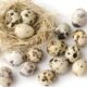 Bird flu spurs shift to quail eggs and other alternatives