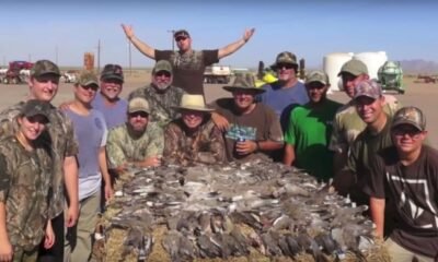 Arizona dove hunting season to open Sept. 1 with updated rules and bag limits