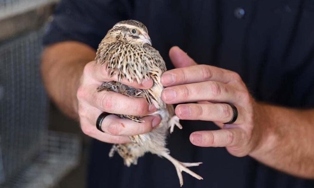 Bird flu spurs shift to quail eggs & other alternatives