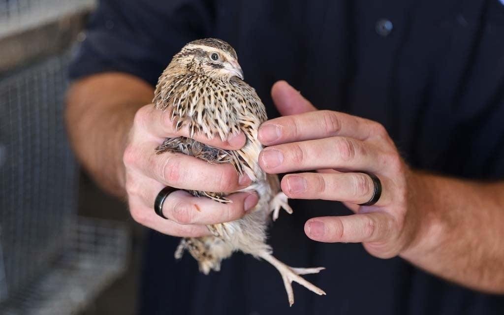 Bird flu spurs shift to quail eggs & other alternatives