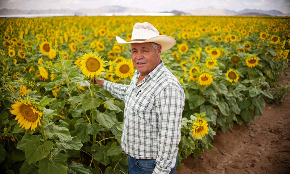 Frank Fierro stands in front of a 90-acre sunflower crop on Ralston Road, just south of State Route 238, on June 2, 2025. [Monica D. Spencer]