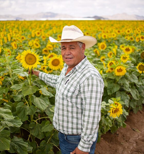 Frank Fierro stands in front of a 90-acre sunflower crop on Ralston Road, just south of State Route 238, on June 2, 2025. [Monica D. Spencer]
