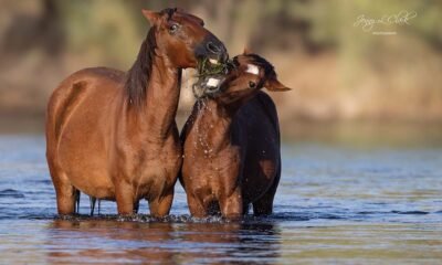Groups spar over who should care for Salt River horses