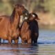 Groups spar over who should care for Salt River horses