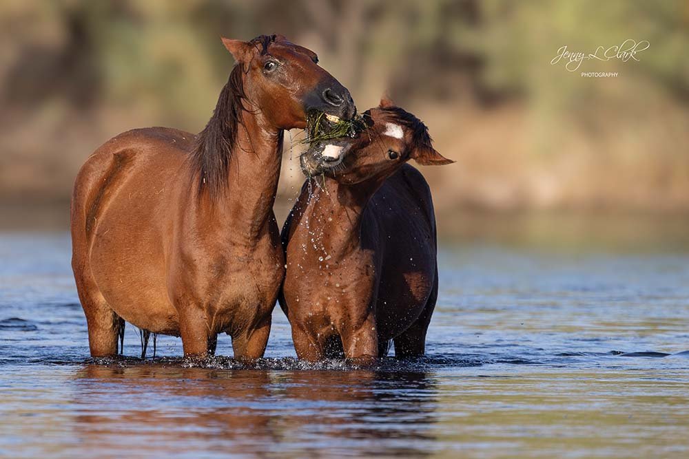 Groups spar over who should care for Salt River horses