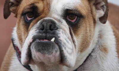 Dog attack on child in Senita highlights dangers of unrestrained pets