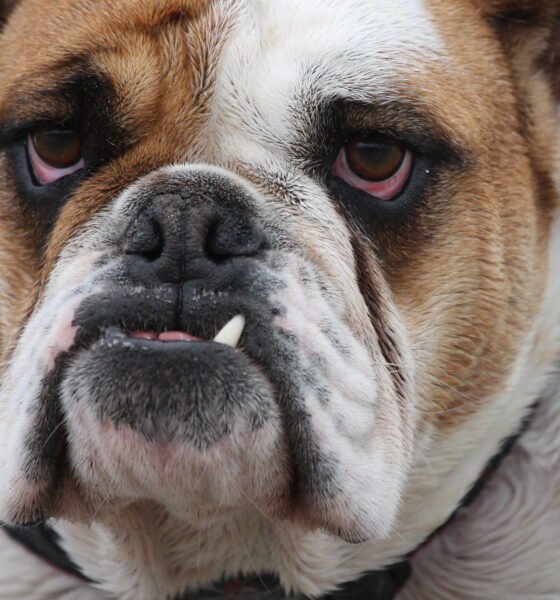 Dog attack on child in Senita highlights dangers of unrestrained pets