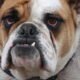 Dog attack on child in Senita highlights dangers of unrestrained pets