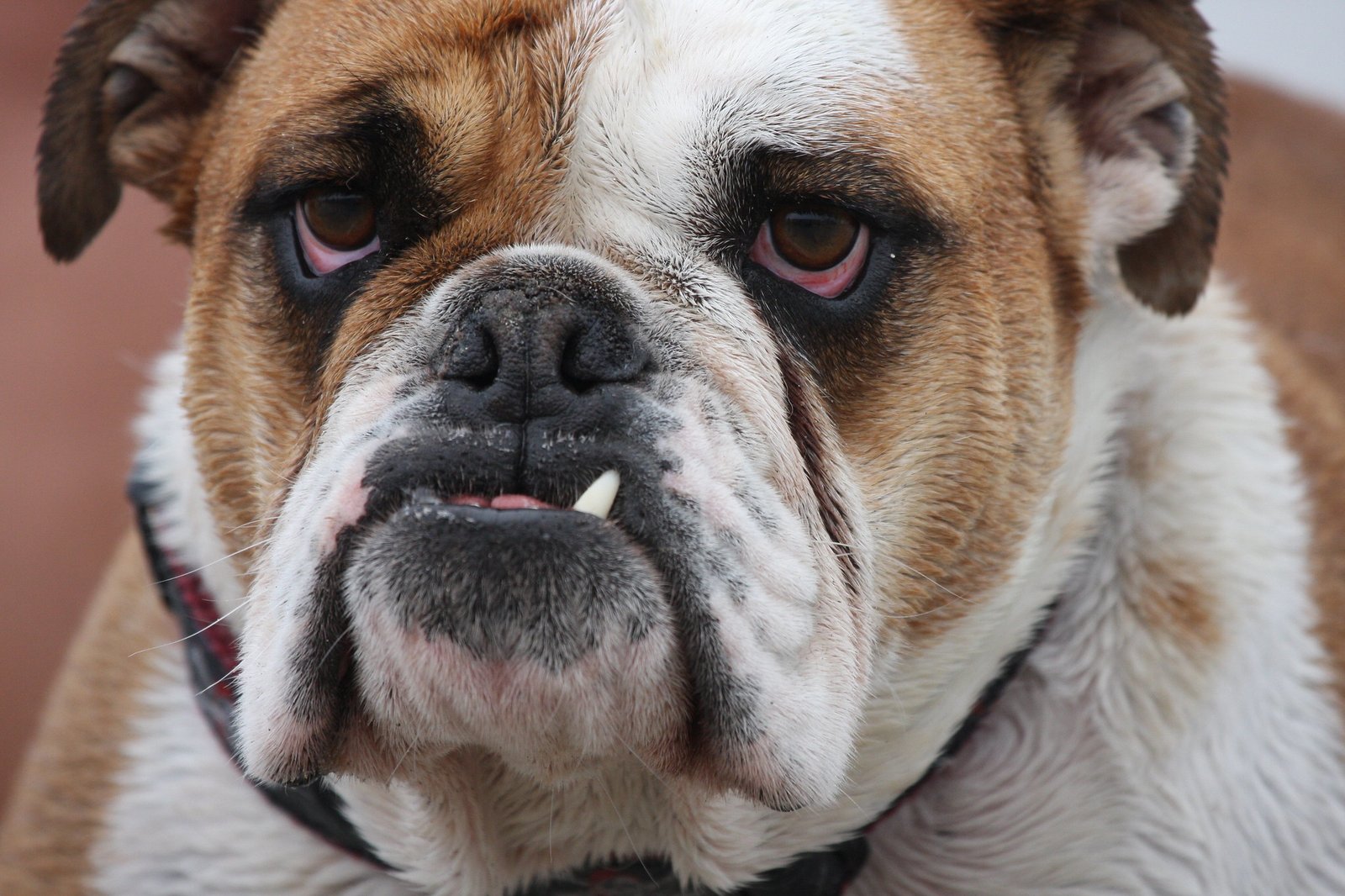Dog attack on child in Senita highlights dangers of unrestrained pets