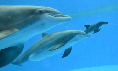 Video shows dolphin calf birth and first breath at Chicago zoo. Mom's friend helped