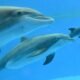 Video shows dolphin calf birth and first breath at Chicago zoo. Mom's friend helped