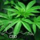 Hemp industry hopes Arizona cannabis regulations go up in smoke