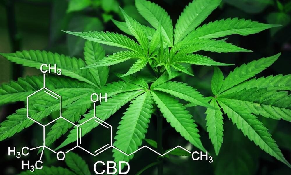 Hemp industry hopes Arizona cannabis regulations go up in smoke
