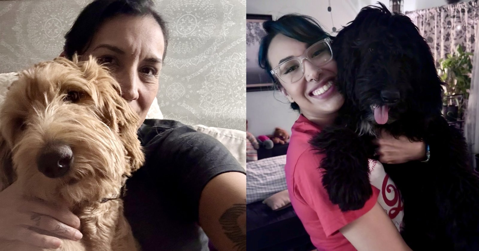 Maricopa family posts $2,000 in rewards for missing doodles