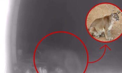 Mountain lion reportedly roaming, attacking pets in eastside neighborhoods: video