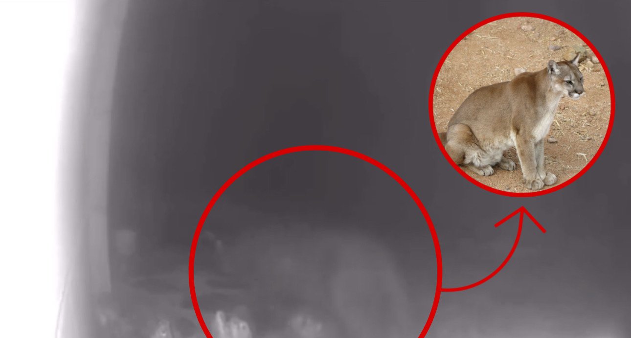 Mountain lion reportedly roaming, attacking pets in eastside neighborhoods: video