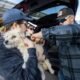 PACC offering free microchips to dogs & cats ahead of 4th of July