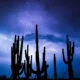 New Phoenix, Arizona monsoon season forecast: What to expect