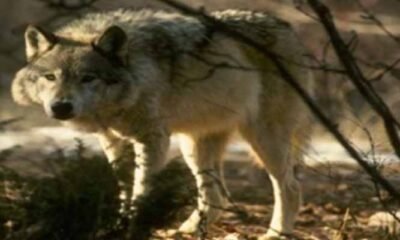 wolf