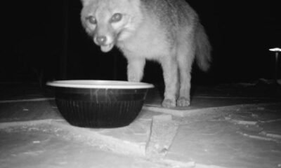 The Great Pomeranian Hunt brings out rescue group