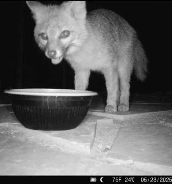 The Great Pomeranian Hunt brings out rescue group