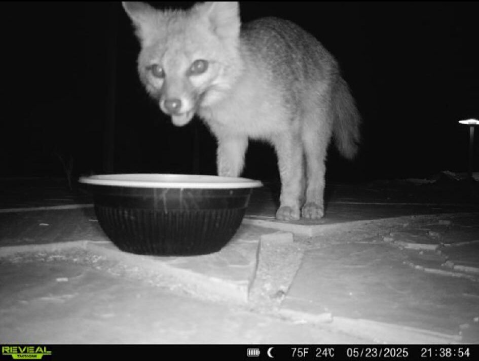 The Great Pomeranian Hunt brings out rescue group