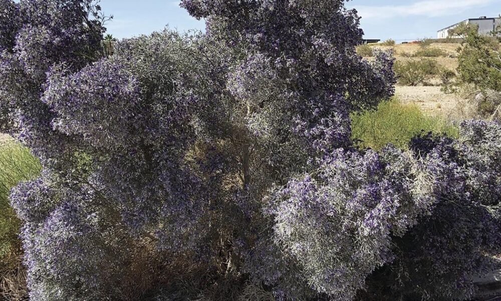 Smoketrees burst into bloom across Lake Havasu City’s desert landscape