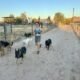 ‘Up in the air’ is T-bird Farms dog breeder playing waiting game in permit case