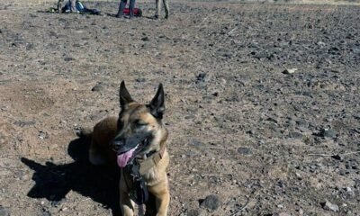 Mohave County Sherriff's Office announces passing of Search and Rescue K9 Rei
