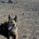 Mohave County Sherriff's Office announces passing of Search and Rescue K9 Rei