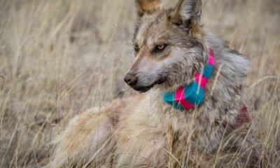 Gosar bill seeks to remove Mexican gray wolf from Endangered Species Act