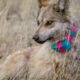 Gosar bill seeks to remove Mexican gray wolf from Endangered Species Act
