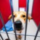 Pima Animal Care Center to open East Side adoption site