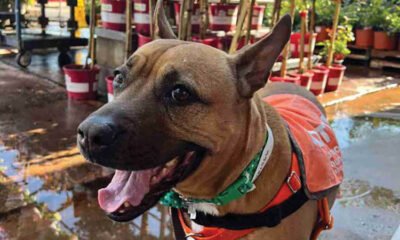 Sweet Peaches is looking for cuddles, relaxation