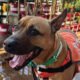 Sweet Peaches is looking for cuddles, relaxation